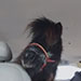 horse in the car