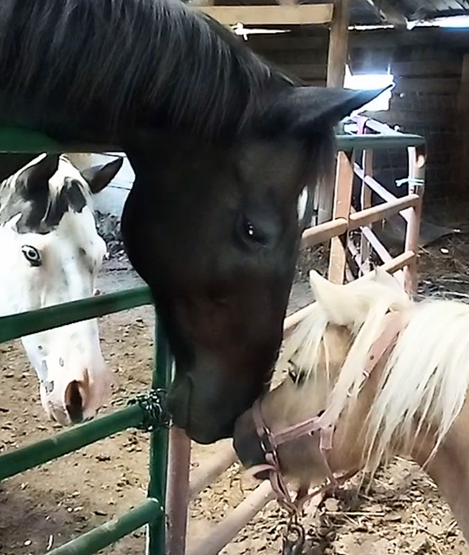 mommy and baby horses kissing