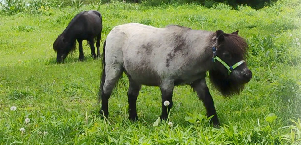 2horses