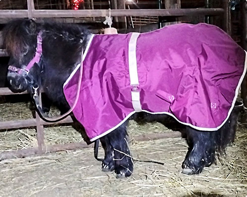dressed horse