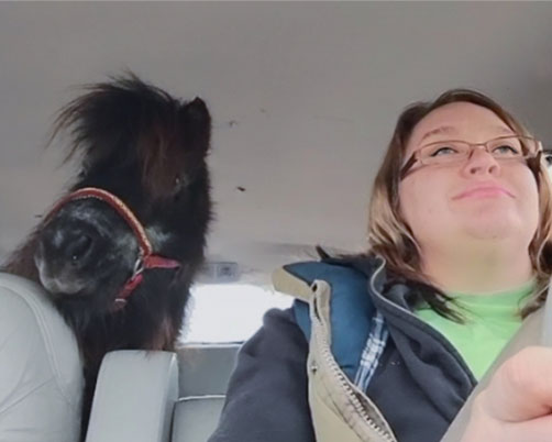horse in the car