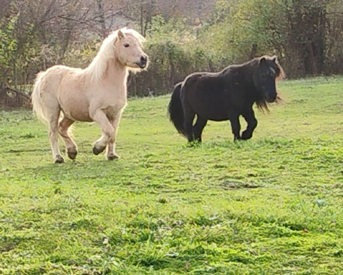 baby horses