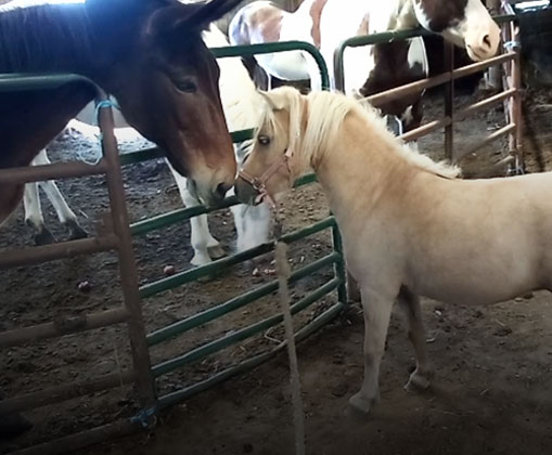 2horse kissing image