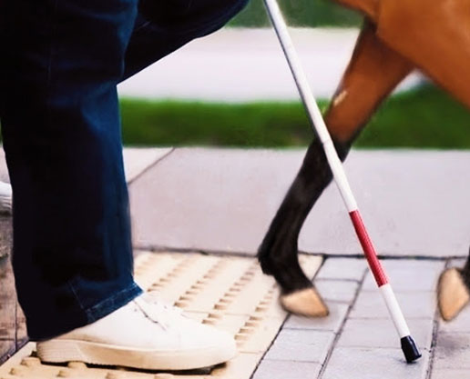 blind-stick and the horse leg