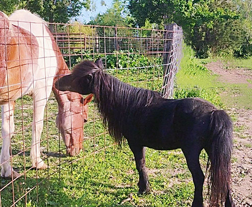horse in fence