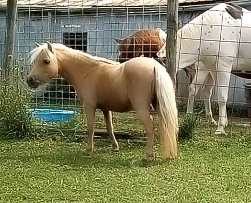 baby-horse