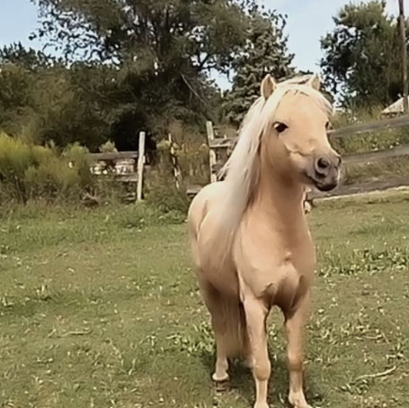 babyhorse-image